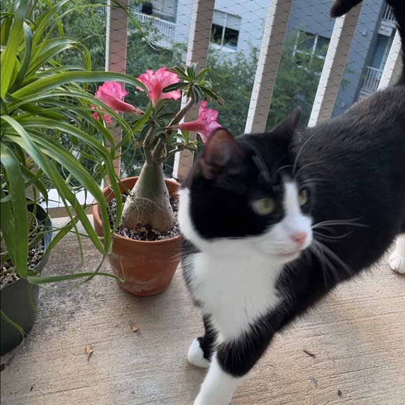 Meet your Posher, Janessa - Picture 1 of 1